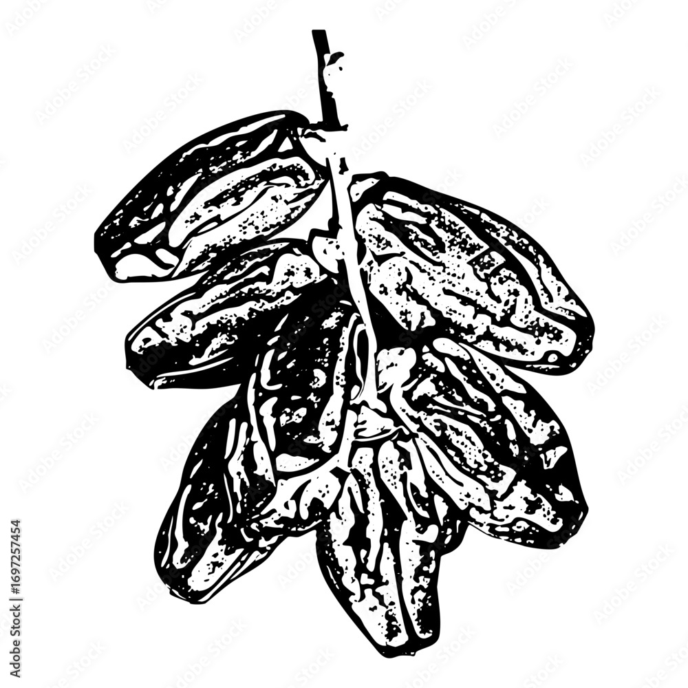 Poster vector detailed of a date palm fruit cluster on a branch.