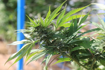 Marijuana Plants or Cannabis Farm. Close up of lush green cannabis plants growing in a modern hydroponic greenhouse or urban outdoor farming setup