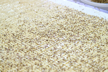Rolled-out cracker dough sprinkled with seeds ready for baking in a kitchen setting during the daytime
