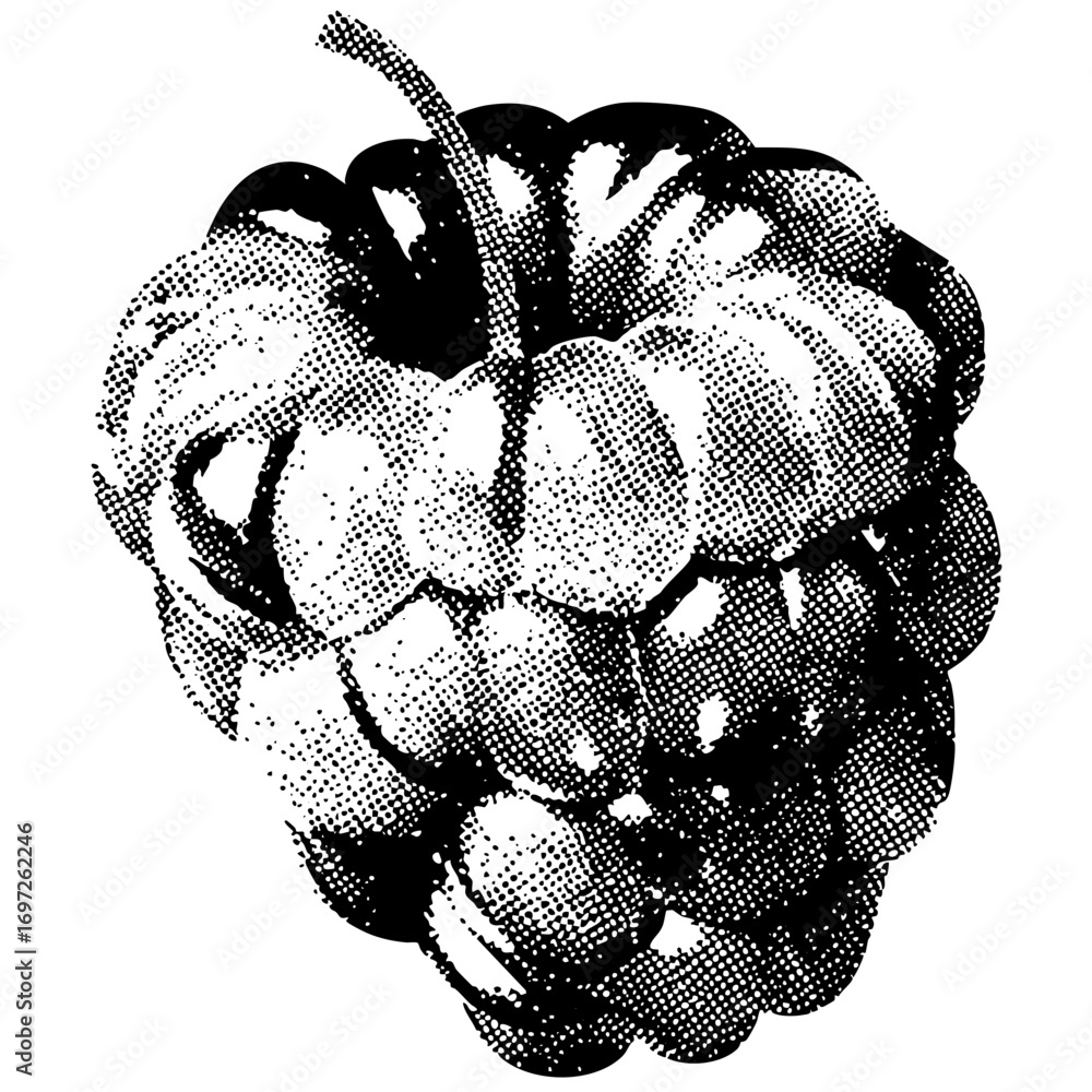 Poster vector detailed of a ripe raspberry with textured surface.