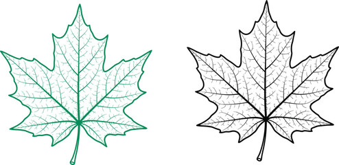 outline of a maple leaf in green and black contrast