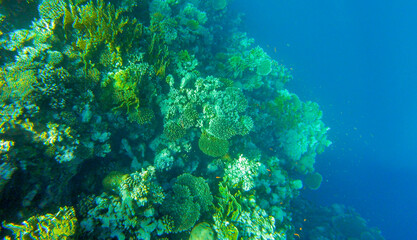 coral reef and fish in red sea egypt sharm el sheikh for background