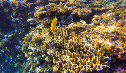 coral reef and fish in red sea egypt sharm el sheikh for background