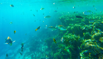 coral reef and fish in red sea egypt sharm el sheikh for background