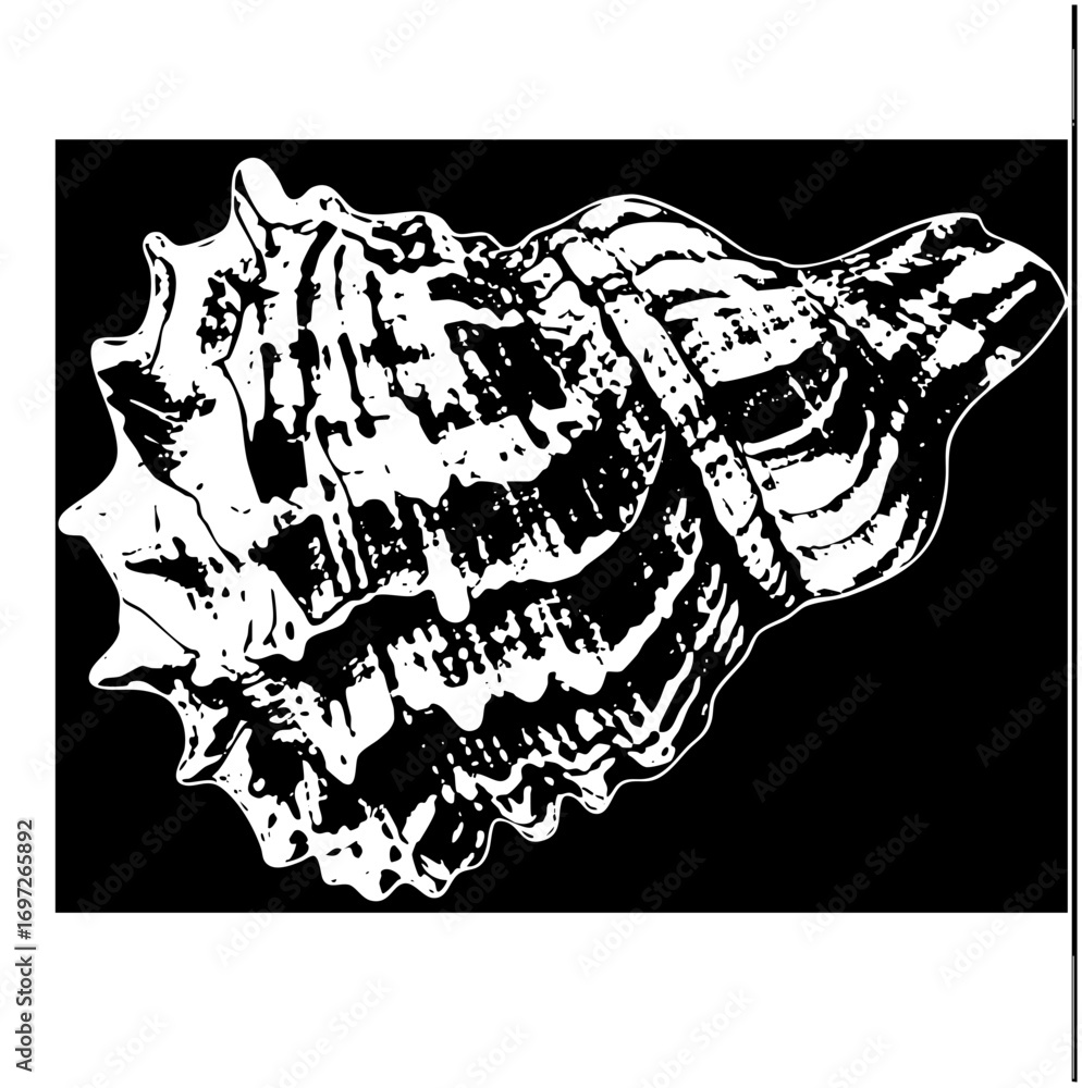 Poster vector detailed of a textured seashell with spiraling ridges.