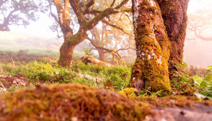 Serene forest scene with mossy trees, soft mist, and lush greenery. Peaceful atmosphere with diffused morning light and rich natural textures.