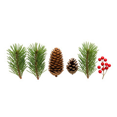 christmas tree branches with cones isolated on white