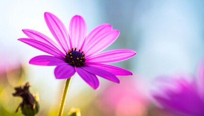 Fototapeta premium Close-up of vibrant pink flower (1)