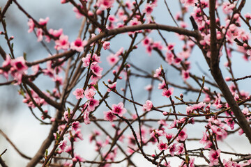pink plum tree blossoms in australian backyard garden in spring