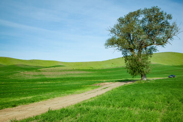 Country Dirt Road in Palouse Hills Dirt road winding through rolling farmland hills in Palouse, Washington