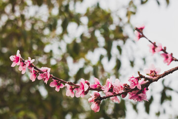 pink plum tree blossoms in australian backyard garden in spring