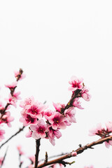 Fototapeta premium pink plum tree blossoms in australian backyard garden in spring