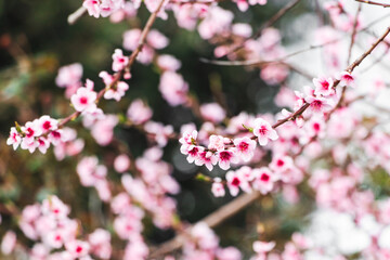 pink plum tree blossoms in australian backyard garden in spring