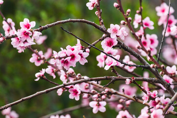 pink plum tree blossoms in australian backyard garden in spring