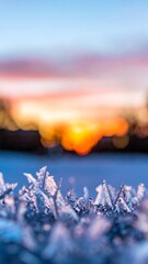 Frozen plants at sunset, soft focus
