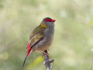 Red-browed Finch (Neochmia temporalis) perched on top of a thin vertical branch