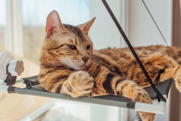 Cute little bengal kitty cat laying on the cat's window bed watching on the room. Sunny seat for cat on the window.
