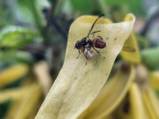 Fruit flies land on yellow flowers after morning rain.