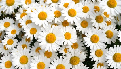 Close-up view of many white daisies