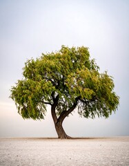 Lonely tree on a sandy beach