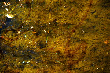 水面に浮かぶカラフルな紙吹雪やゴミを捉えたマクロ写真です。黄土色の水底と光の反射が、独特の質感を作り出しています。