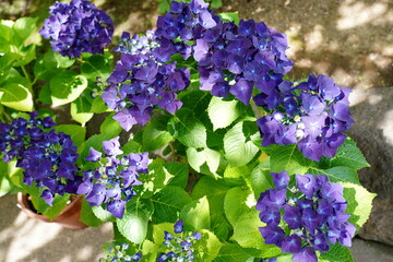 鮮やかな青紫色の紫陽花が、緑の葉の間に咲き誇る様子を真上から捉えた写真です。花びらのグラデーションと葉の質感が際立っています。