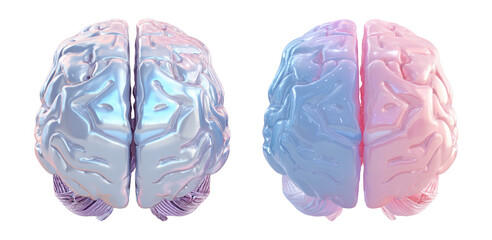 Dual Color Brain Model Showing Creative and Logical Thinking