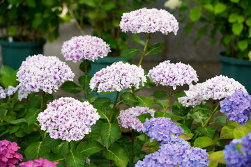 鉢植えに植えられた、白と紫のグラデーションが美しい紫陽花が咲き誇る様子を捉えた写真です。様々な色合いの紫陽花が並んでいます。