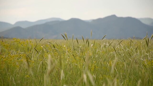 Pradera en tiempos de lluvias