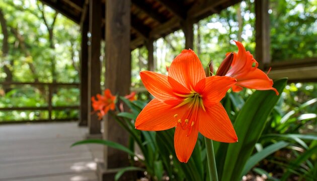 Vibrant Amaryllis Blooms Grace a Tranquil Wooden Structure Setting