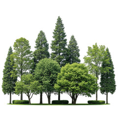 trees on a white background