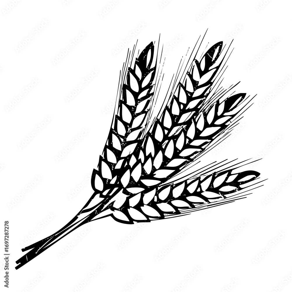 Poster vector detailed of three wheat stalks with textured kernels.