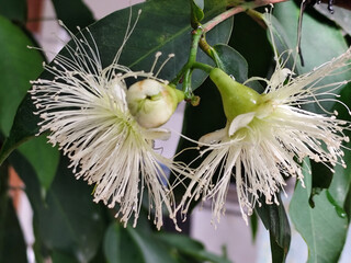 The water guava flower is in full bloom and will bloom the morning after the rain.