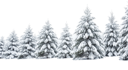 winter forest landscape