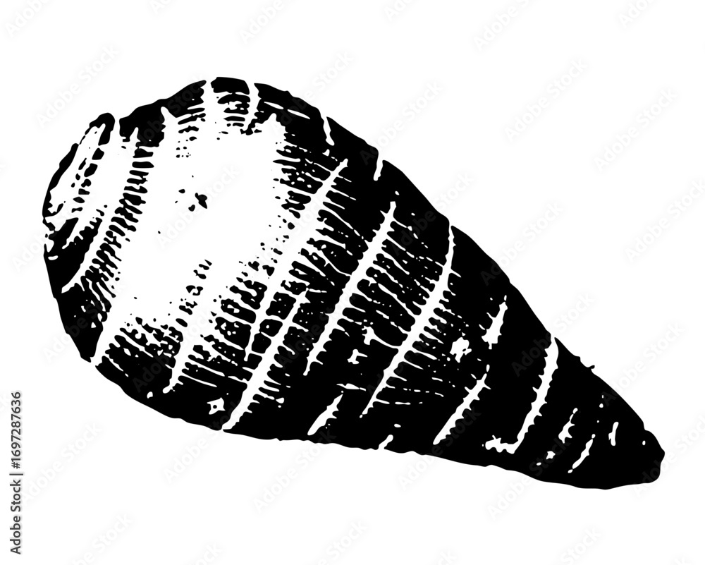 Poster vector detailed of a halved root vegetable with visible internal structure.