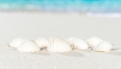 White Seashells on a Calm Sandy Beach