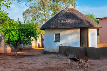 village african house with thatched roof traditional in the village, shack , dogs playing in the yard poverty tribal community
