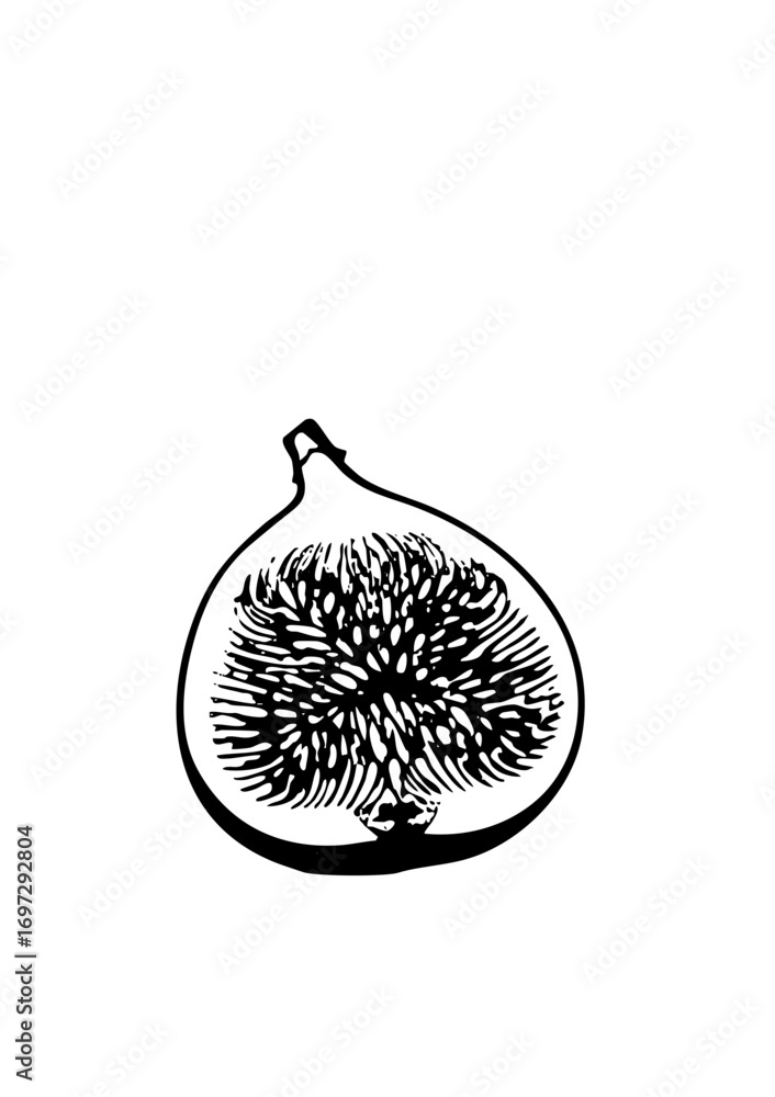 Poster vector detailed of a halved fig with textured pulp.