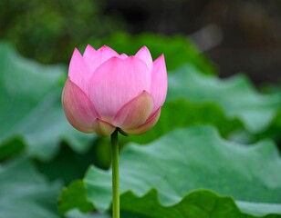 Close-up of a pink lotus flower