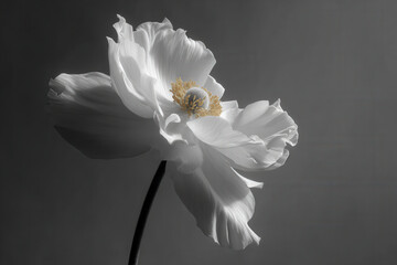 Obraz premium photorealistic ultraminimalist design featuring delicate piece of art set against clean monochrome background