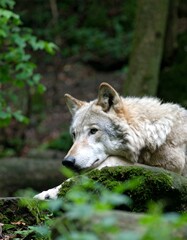 Obraz premium Grey wolf resting in forest (1)