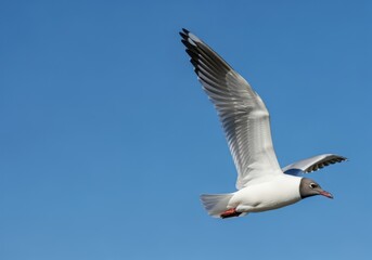 Black-headed gull soaring against a vibrant blue sky
