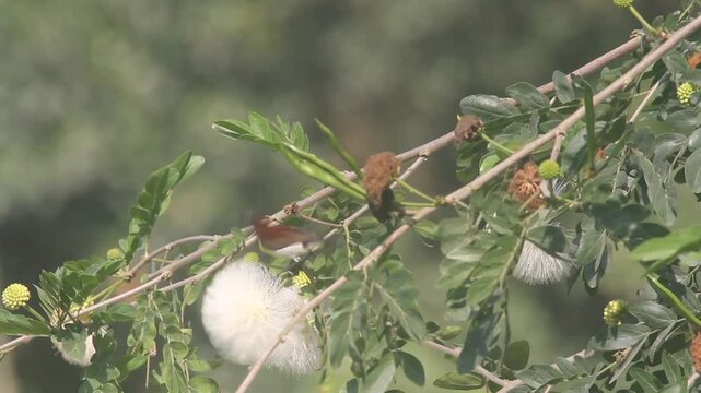 close up of sunbird on willow branches 
