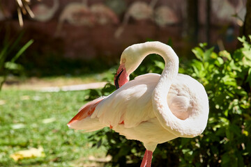 Pink flamingo preening its feathers