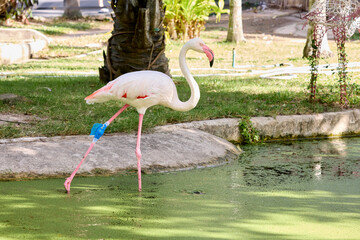 A pink flamingo with a bandaged leg stands in the water