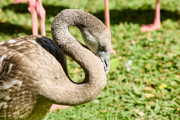Young flamingo close-up portrait