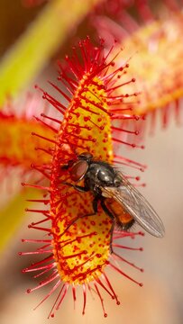 Close-up of a Venus flytrap with a fly trapped in its colorful, sticky trap.