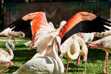 Pink flamingo flaps its wings