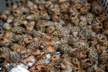 Close-up of Freshly Collected Sea Snail Shells Piled Together in a Market Setting