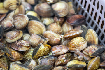 Fresh Clams in a Plastic Basket, Displaying Natural Shell Patterns and Textures